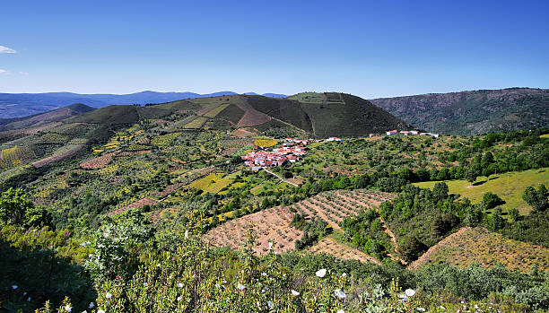 Plantation fields between villages of Sotoserrano and Lagunilla stock photo