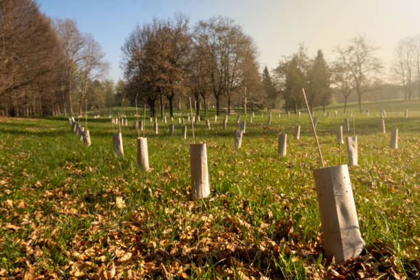 Plantation of Newly Planted Trees in a urban forest in Turin, Italy. stock photo