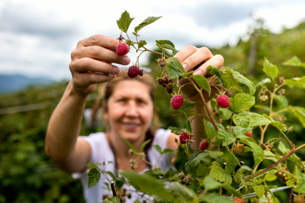 plantation of raspberry - technology picking agriculture imagens e fotografias de stock