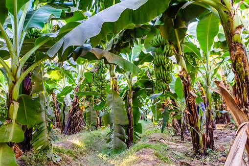 Plantation Of The Green Banana Trees On Summer Stock Photo ...