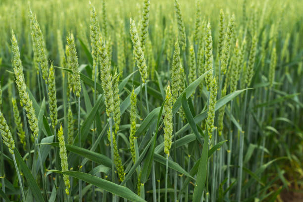 Plantation of wheat. Green wheat crops are grown in a farm field. Full frame of blooming wheat in spring stock photo