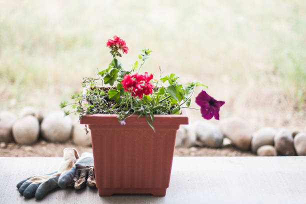 Planter on Porch stock photo