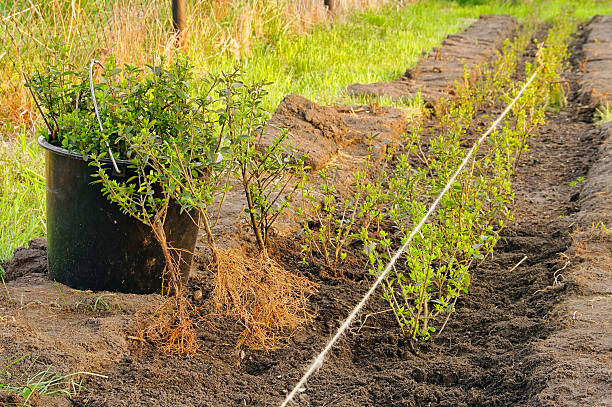 planting a hedge stock photo