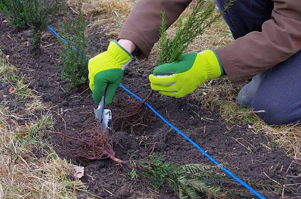 planting a taxus hedge stock photo