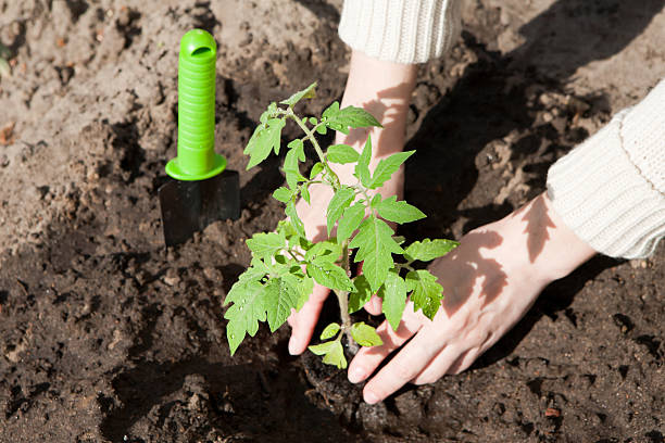 Planting a tomato seedling in the soil stock photo