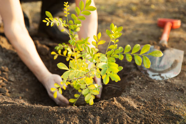 planting a tree man planting a tree afforestation stock pictures, royalty-free photos & images