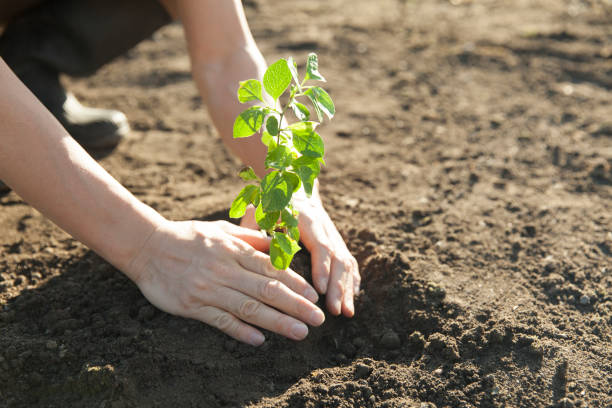 planting a tree man planting a young tree afforestation stock pictures, royalty-free photos & images