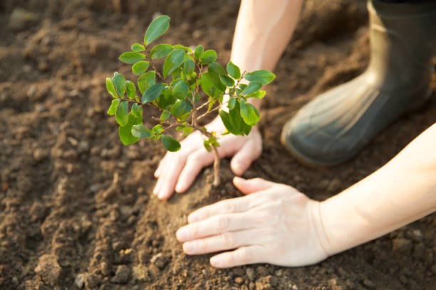 planting a young tree man planting a young tree sapling stock pictures, royalty-free photos & images