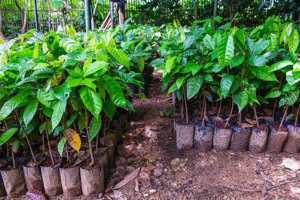 Planting cocoa seedlings from cocoa plantations stock photo