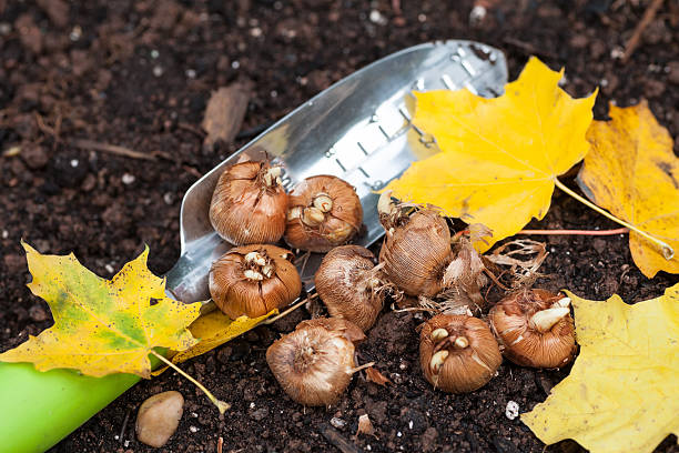 Planting Crocus Crocus bulbs ready to plant in the fall garden. flowerbed photos stock pictures, royalty-free photos & images