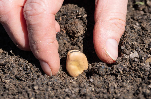 Planting fava beans Farmer is planting fava beans in the early spring. broad bean stock pictures, royalty-free photos & images