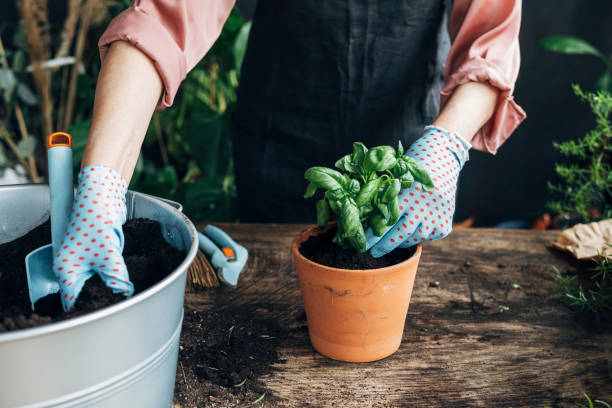 het planten van kruiden: handen van een onherkenbare vrouw die basilicum thuis plant, een close up - basil plant stockfoto's en -beelden
