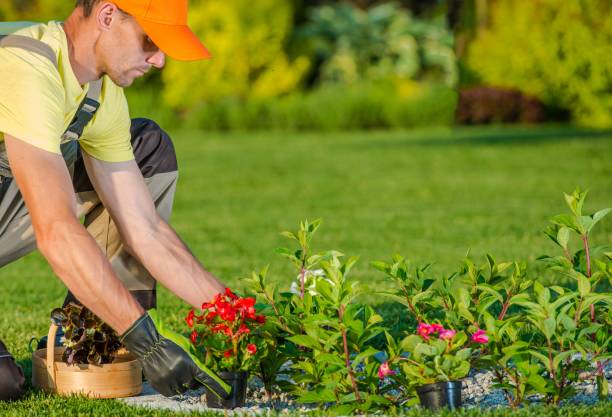 Planting New Flowers Caucasian Gardener Planting New Flowers in the Backyard Garden. landscaped stock pictures, royalty-free photos & images