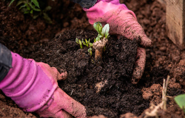 plantering ut groning dahlia tuber med skott i vårblomma trädgård - dahlia bildbanksfoton och bilder