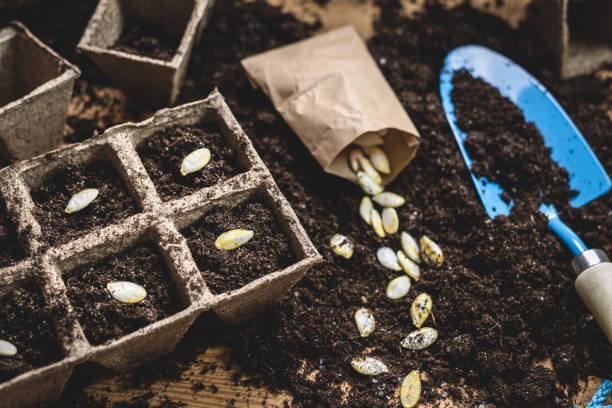 Planting pumpkin seeds into peat pot stock photo