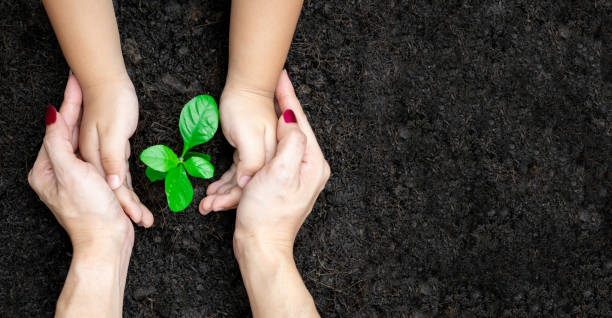 Planting seedlings of adult hands and young hands. Environmental Tree Concept stock photo