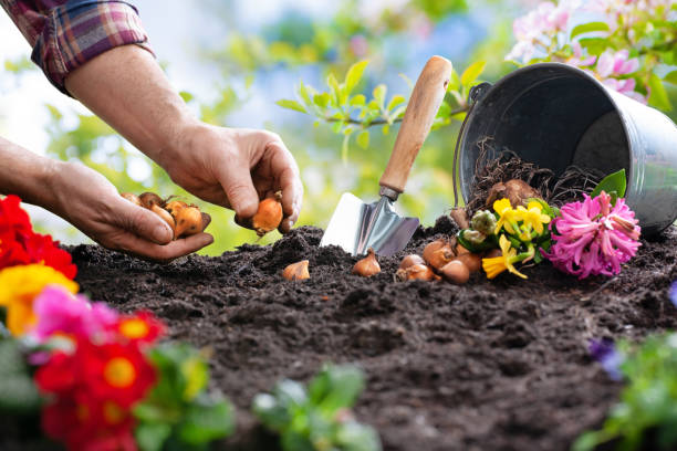 Planting spring flowers in the garden Planting spring flowers in sunny garden potting stock pictures, royalty-free photos & images