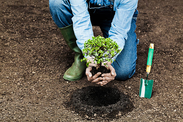 Planting tree Farmer planting small tree aluxum stock pictures, royalty-free photos & images