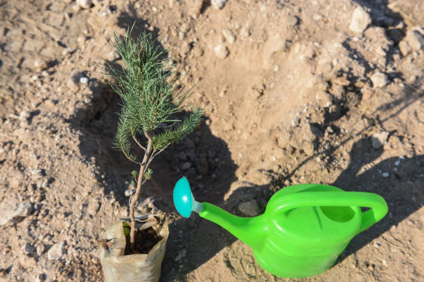 Planting trees in dry soil. Planting trees in dry soil.. Afforestation and forest concept.Dry soil, tree sapling, green watering can. afforestation stock pictures, royalty-free photos & images