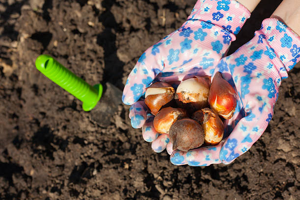 Planting tulip bulb stock photo