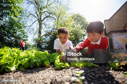 istock Planting With My Friend 1340726264