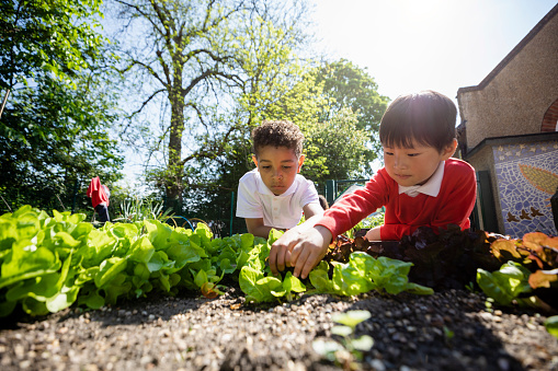 A low angle of two schoolboys planting seedlings and doing gardening together in the school garden. They are gardening on a beautiful clear sunny day a perfect day for some outdoor learning.