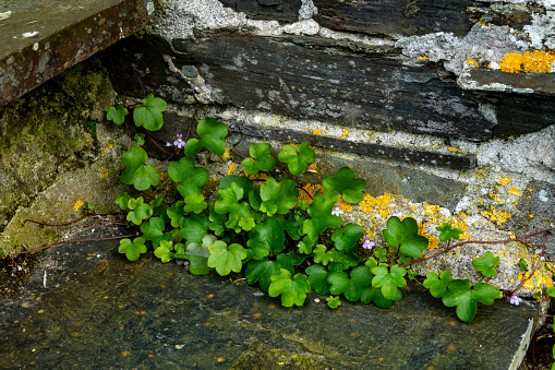 Plants growing in a stone step in Cornwall, England.