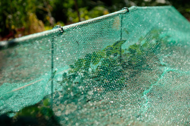 Plants in garden protected with a garden net stock photo
