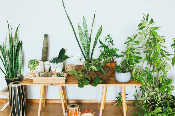 Plants in pots. Indoor plants in a modern cozy interior. houseplant photos stock pictures, royalty-free photos & images
