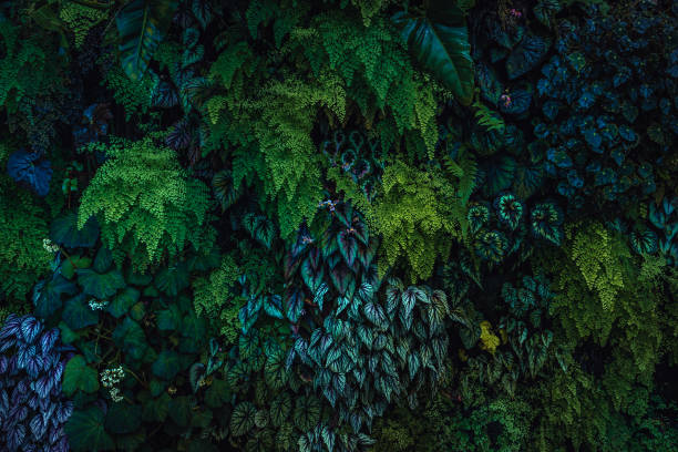 Plants Phyto wall with green blue turquoise leaves as dark nature background stock photo