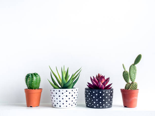 Plants pot. Empty modern painted concrete planter. Plants pot. Green and red succulent plants in modern black and white with dots pattern colour painted concrete planters and cactus in plastic pots on shelf on white background. potted plant stock pictures, royalty-free photos & images