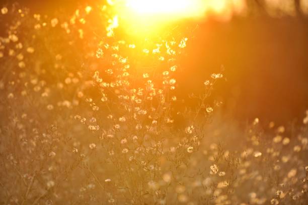 plants shapes at orange sundown backlight, beautiful nature background,hot summer concept stock photo