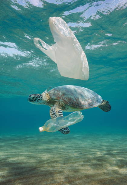 Plastic waste pollution underwater and sea turtle Plastic waste pollution underwater, a sea turtle with plastic bag and bottle in the ocean pollution stock pictures, royalty-free photos & images