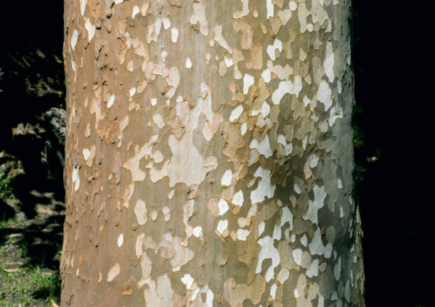 platanus tree bark stock photo