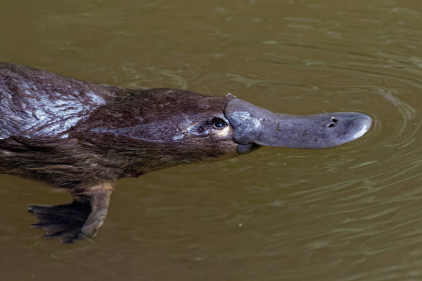 Platypus - Ornithorhynchus anatinus, duck-billed platypus Platypus - Ornithorhynchus anatinus, duck-billed platypus, semiaquatic egg-laying mammal endemic to eastern Australia, including Tasmania. duck billed platypus stock pictures, royalty-free photos & images