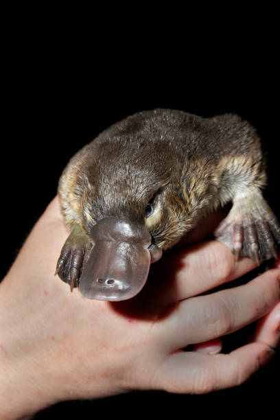 Platypus Young Platypus, Captive Animal, in hands, Victoria, Australia duck billed platypus stock pictures, royalty-free photos & images