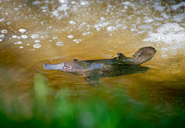 Platypus Tasmania, Australia, platypus swimming in creek duck billed platypus stock pictures, royalty-free photos & images