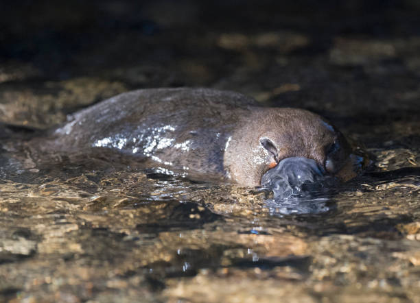 Platypus Platypus swimming in a Tasmanian creek. duck billed platypus stock pictures, royalty-free photos & images