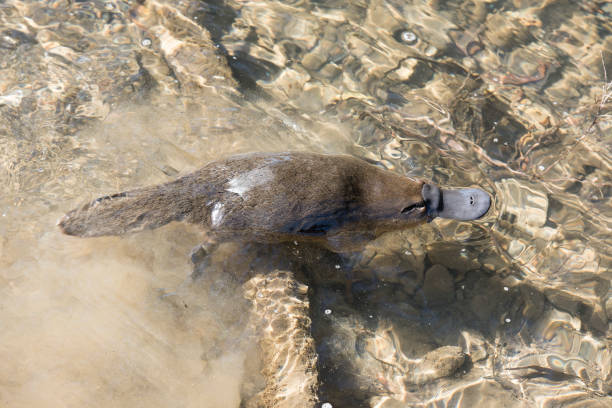 Platypus Platypus swimming in a Tasmanian creek. duck billed platypus stock pictures, royalty-free photos & images