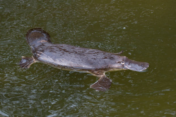 Platypus Platypus floating on water duck billed platypus stock pictures, royalty-free photos & images