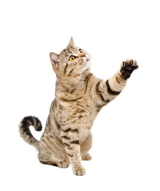 spielerisch eine katze scottish straight sitzen mit einer erhöhten pfote - tatze katze freisteller stock-fotos und bilder
