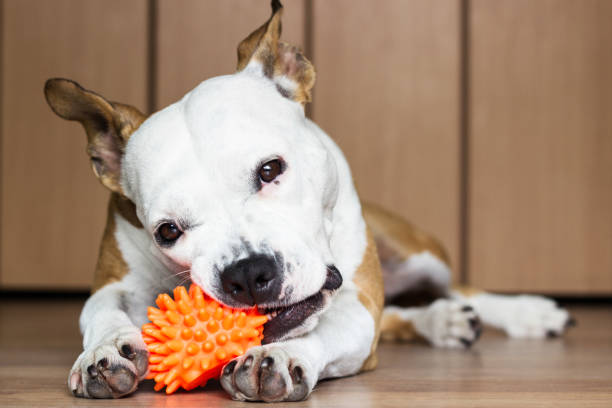 Playful and cute dog chewing a toy at home stock photo