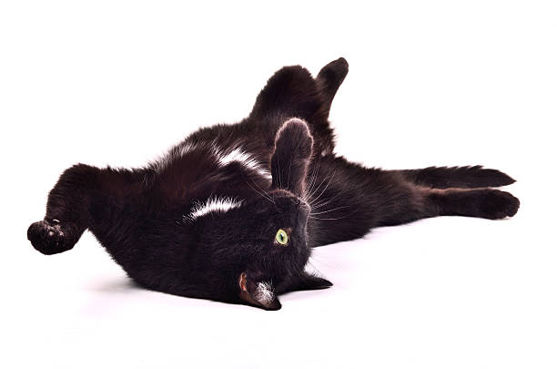 Playful cat lying upside down stock photo