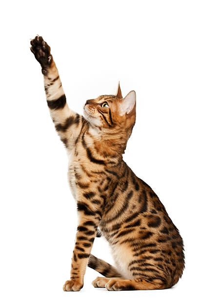 игривая кошка - bengals стоковые фото и изображения