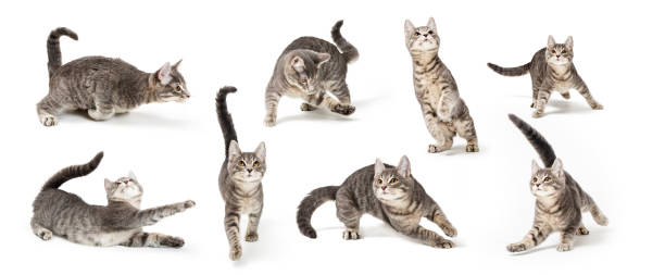 Playful Cute Gray Kitten in Different Positions Eight playful positions of a cute young gray tabby kitten on white tabby cat stock pictures, royalty-free photos & images