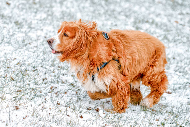 Playful Dog Pet in Winter stock photo