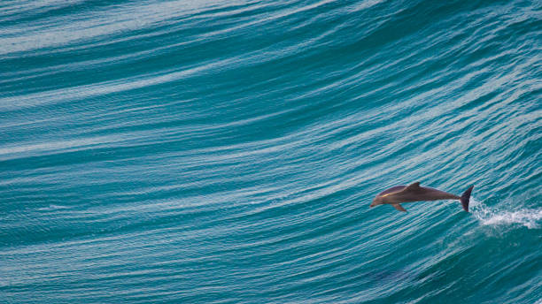 大きな青い波から飛び降りる遊び心のあるイルカ。 - バイロンベイ ストックフォトと画像