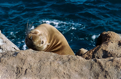 Galapagos sea lions are engaging creatures.  Living in an Ecuadorian national park, a protected environment, they will swim close to humans as if wanting to play.  Visitors are asked to help keep them wild and not to touch or play with them.
