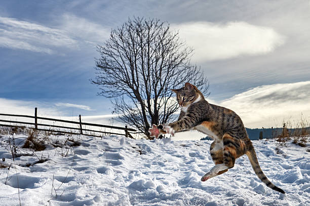 playful kitty in the winter - cat snow bildbanksfoton och bilder