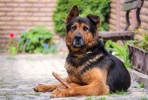 beautiful large German shepherd dog in a sunny spring yard. Pet and yard guard